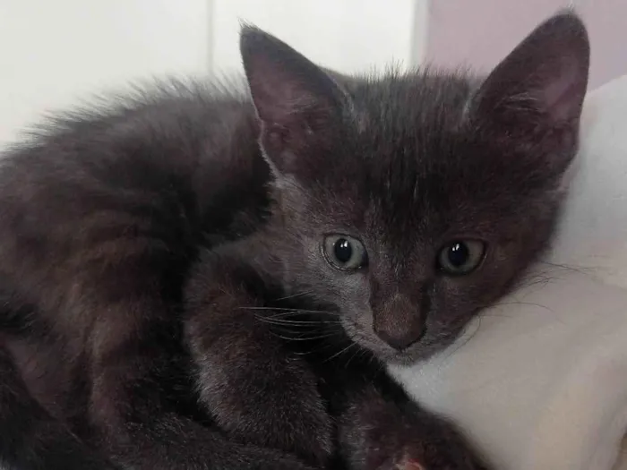 Gato ra a SRD-ViraLata idade 2 a 6 meses nome Gato