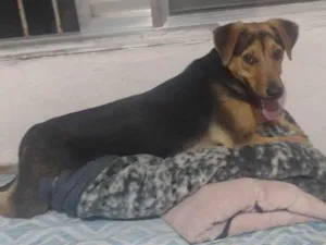 Cachorro raça SRD-ViraLata idade 1 ano nome Billy