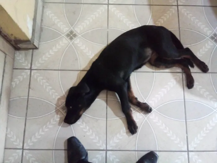 Cachorro ra a Rottweiler idade 2 a 6 meses nome Zará