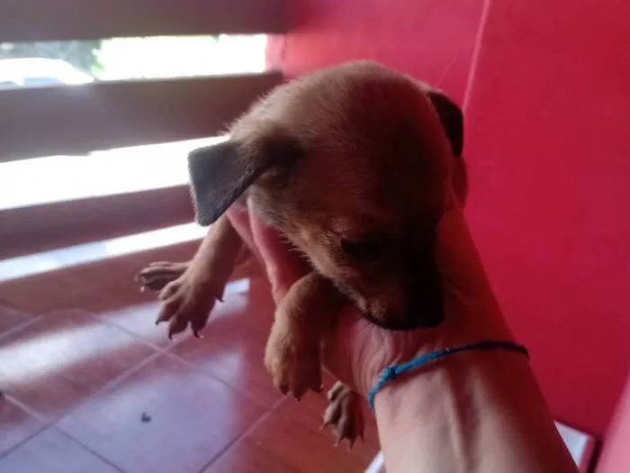 Cachorro ra a SRD-ViraLata idade Abaixo de 2 meses nome Não tem 