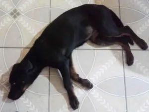 Cachorro raça Rottweiler idade 2 a 6 meses nome Zará