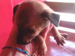 Cachorro raça SRD-ViraLata idade Abaixo de 2 meses nome Não tem 