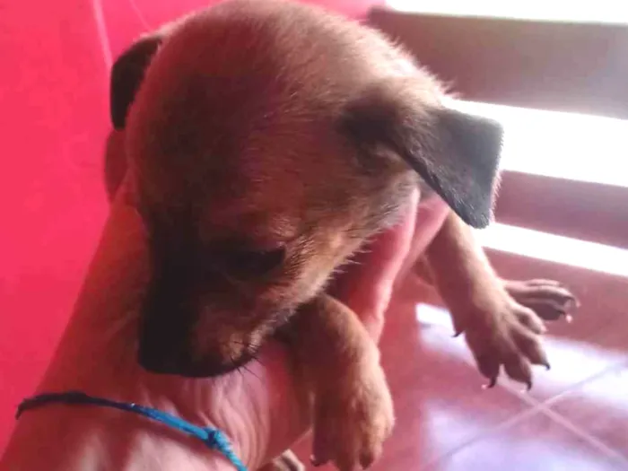 Cachorro ra a SRD-ViraLata idade Abaixo de 2 meses nome Não tem 