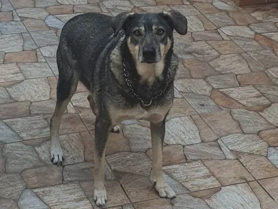 Cachorro ra a SRD-ViraLata idade 6 ou mais anos nome Madruga