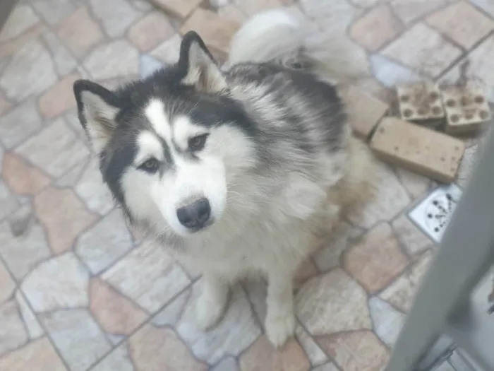 Cachorro ra a Husky Siberiano idade 4 anos nome Amarok