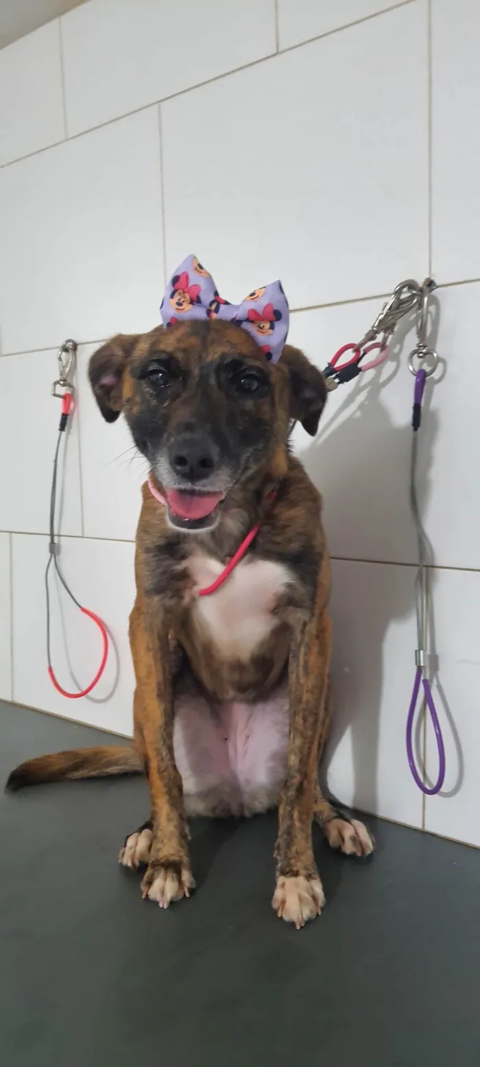 Cachorro ra a SRD-ViraLata idade 2 anos nome Kyara