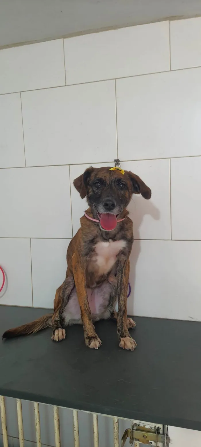 Cachorro ra a SRD-ViraLata idade 2 anos nome Kyara