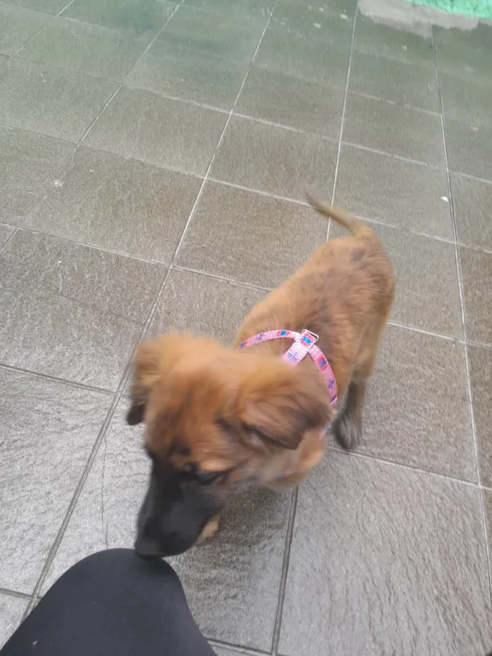 Cachorro raça SRD-ViraLata idade 2 a 6 meses nome Dora 