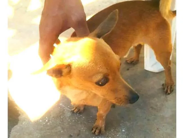 Cachorro raça Pinscher idade 4 anos nome Bruce 
