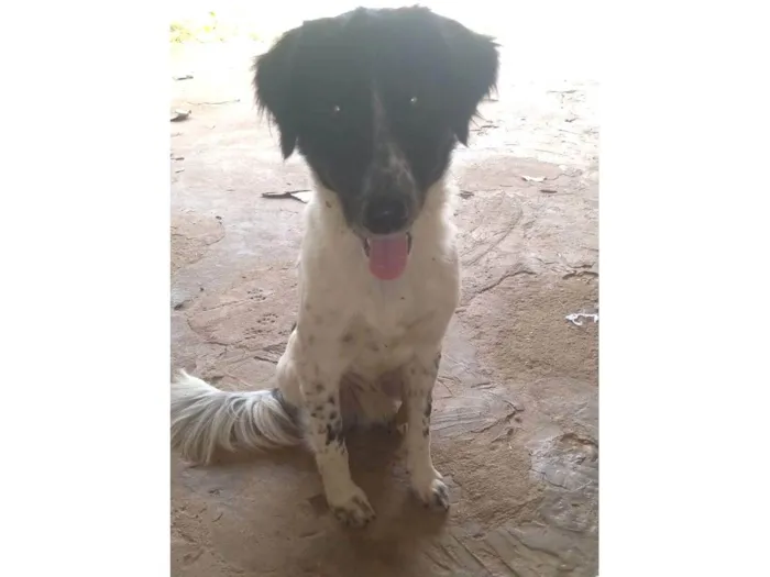 Cachorro raça Border core idade 4 anos nome Bethoven 