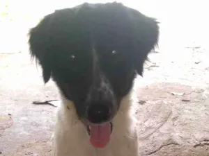 Cachorro raça Border core idade 4 anos nome Bethoven 