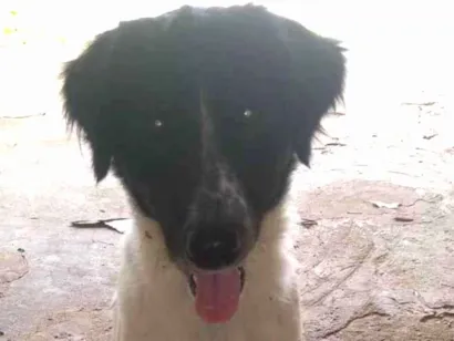 Cachorro raça Border core idade 4 anos nome Bethoven 