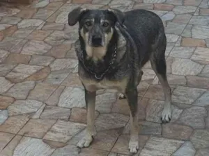 Cachorro raça SRD-ViraLata idade 6 ou mais anos nome Madruga