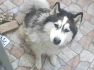 Cachorro raça Husky Siberiano idade 4 anos nome Amarok