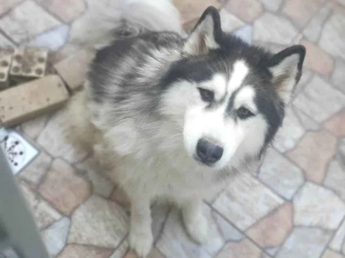 Cachorro ra a Husky Siberiano idade 4 anos nome Amarok