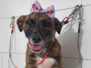 Cachorro raça SRD-ViraLata idade 2 anos nome Kyara