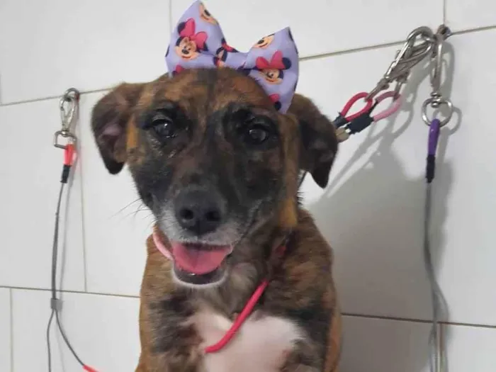 Cachorro ra a SRD-ViraLata idade 2 anos nome Kyara