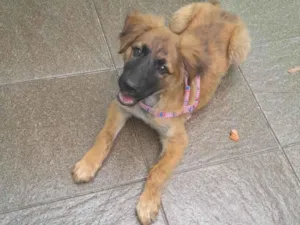Cachorro raça SRD-ViraLata idade 2 a 6 meses nome Dora 