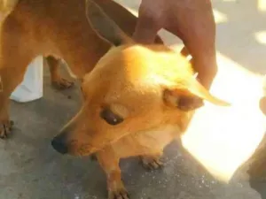 Cachorro raça Pinscher idade 4 anos nome Bruce 