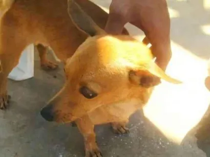 Cachorro raça Pinscher idade 4 anos nome Bruce 