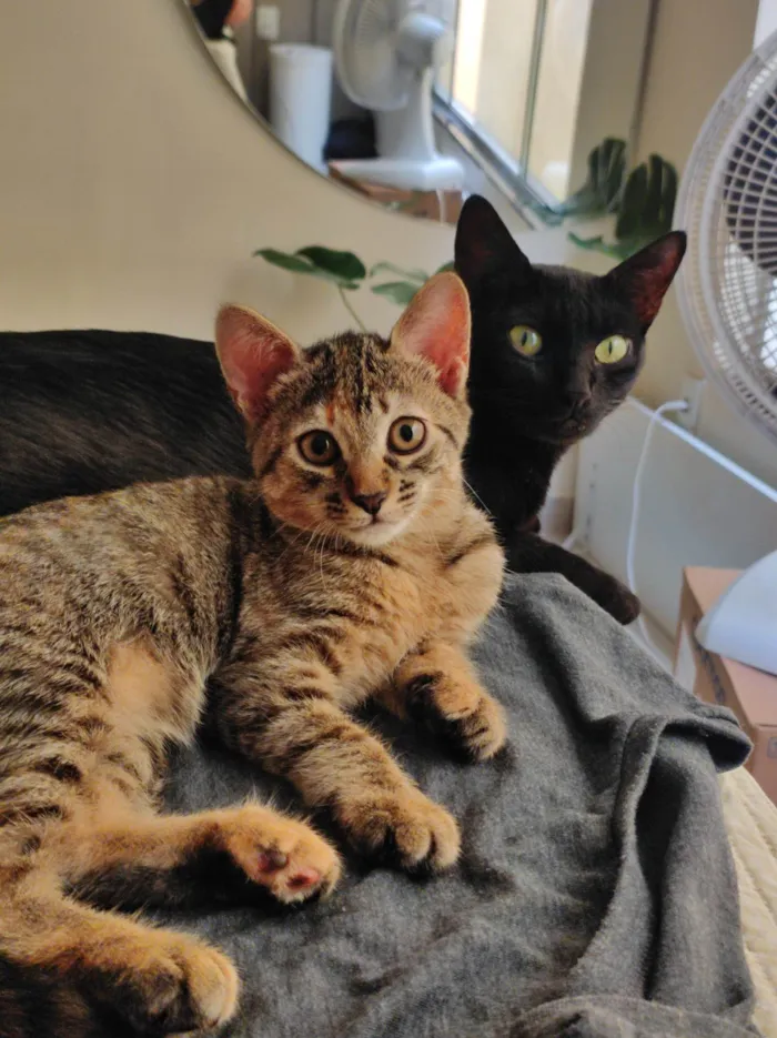 Gato ra a SRD-ViraLata idade 7 a 11 meses nome Pretinha