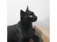 Pretinha