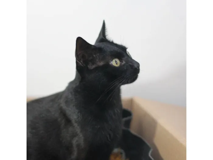 Gato ra a SRD-ViraLata idade 7 a 11 meses nome Pretinha