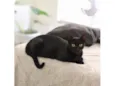 Pretinha