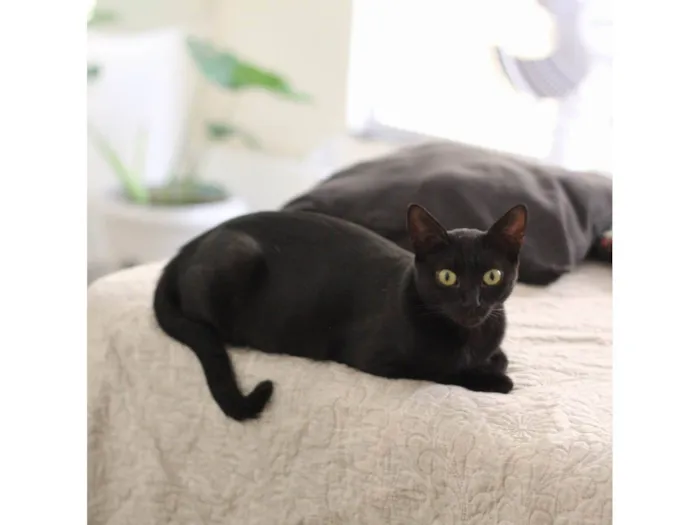 Gato ra a SRD-ViraLata idade 7 a 11 meses nome Pretinha
