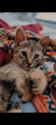 Pretinha