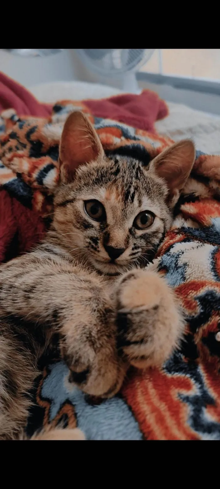Gato ra a SRD-ViraLata idade 7 a 11 meses nome Pretinha