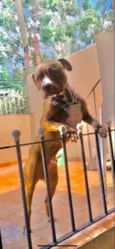 Cachorro raça Pit-Bull idade 2 anos nome Shelby
