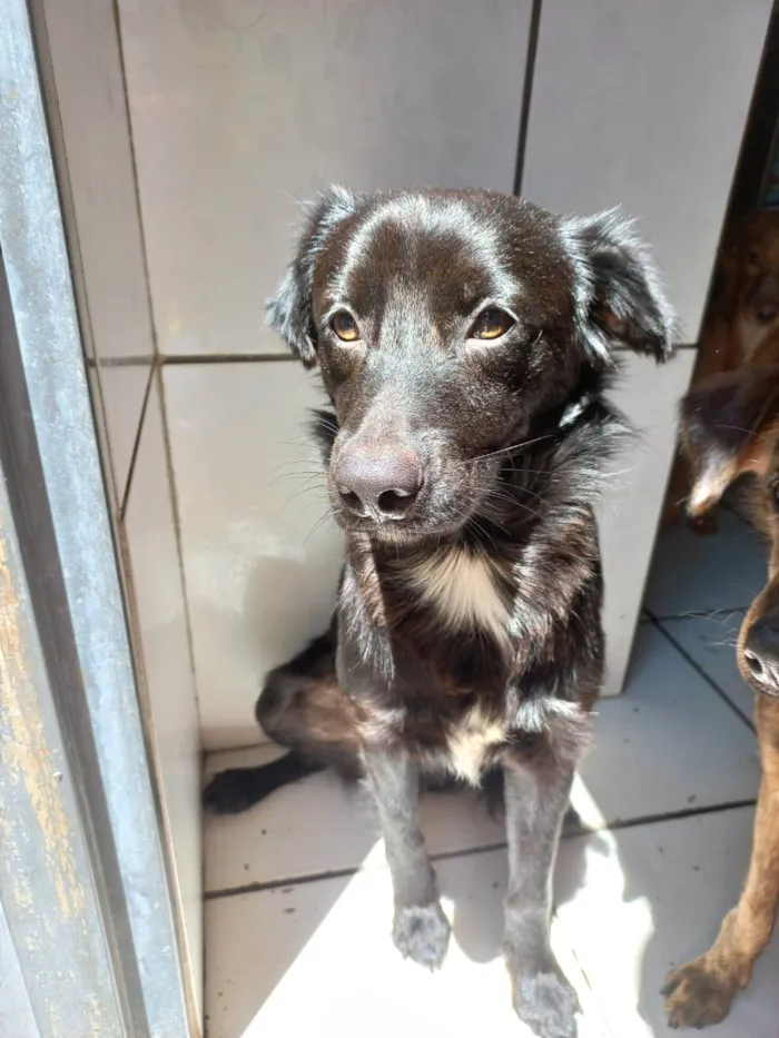 Cachorro ra a SRD idade 1 ano nome CAJU