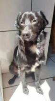 CAJU