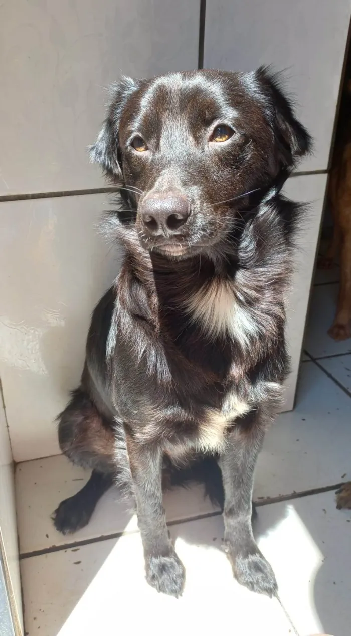 Cachorro ra a SRD idade 1 ano nome CAJU