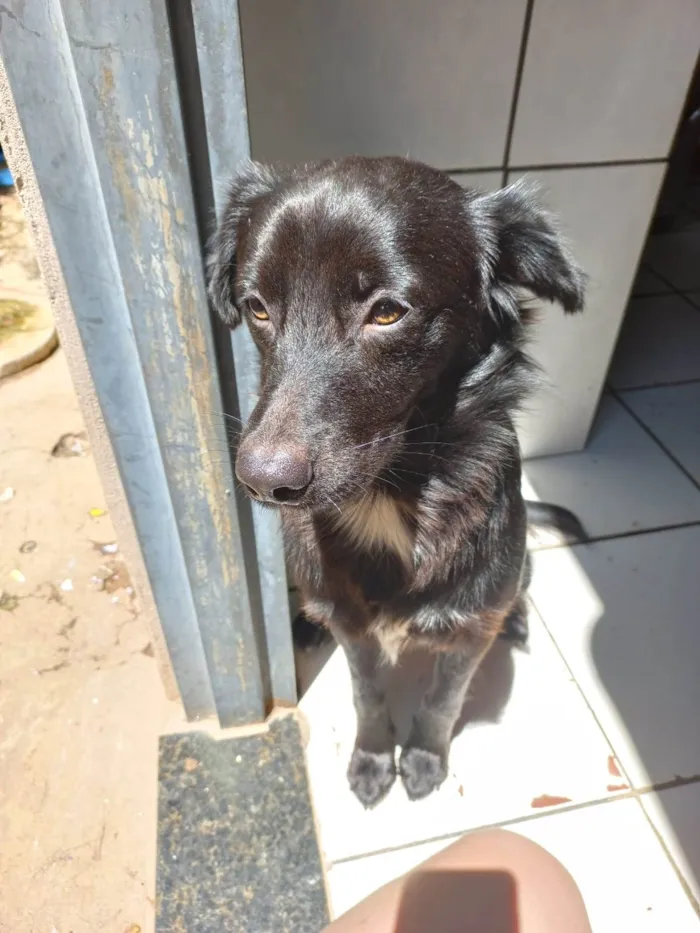 Cachorro ra a SRD idade 1 ano nome CAJU
