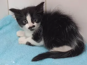 Gato raça Srd idade Abaixo de 2 meses nome Sushi