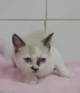 Gato raça Srd idade Abaixo de 2 meses nome Leka