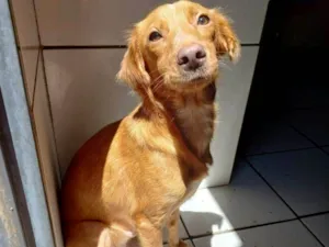 Cachorro raça Não tem definição  idade 1 ano nome Pérola 