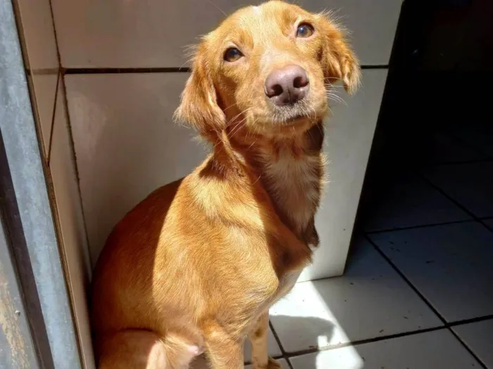 Cachorro ra a Não tem definição  idade 1 ano nome Pérola 