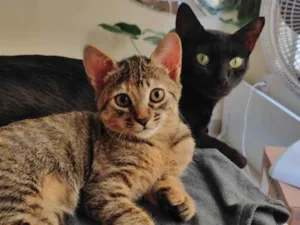 Gato raça SRD-ViraLata idade 7 a 11 meses nome Pretinha
