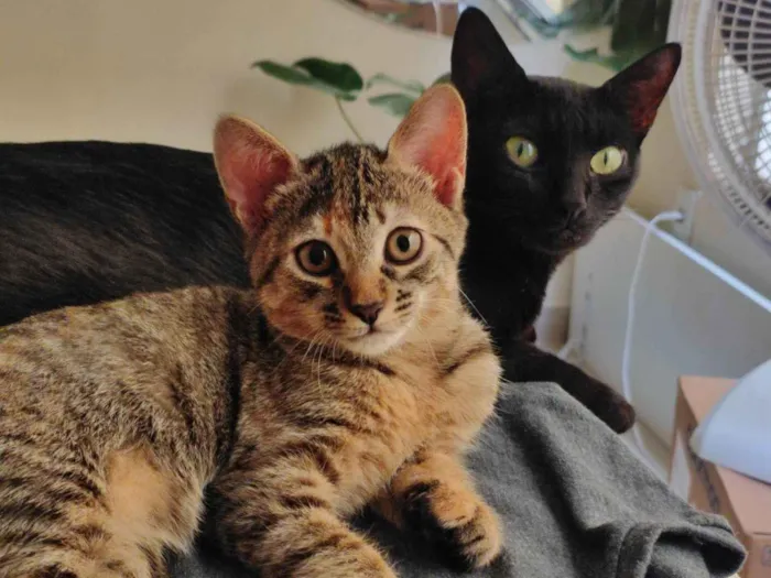 Gato ra a SRD-ViraLata idade 7 a 11 meses nome Pretinha