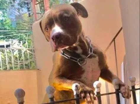 Cachorro raça Pit-Bull idade 2 anos nome Shelby