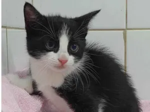 Gato raça Srd idade Abaixo de 2 meses nome Juju