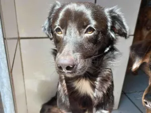 Cachorro raça SRD idade 1 ano nome CAJU