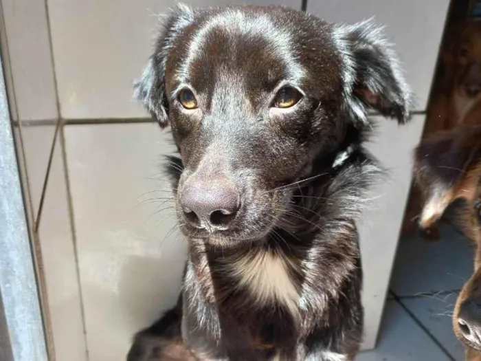 Cachorro ra a SRD idade 1 ano nome CAJU