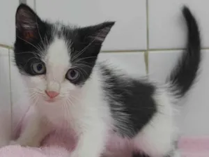 Gato raça Srd idade Abaixo de 2 meses nome Teka