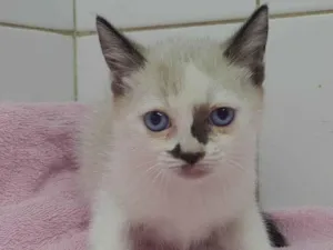 Gato raça Srd idade Abaixo de 2 meses nome Leka