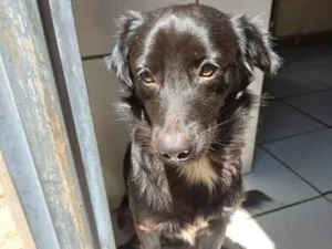 Cachorro raça SRD-ViraLata idade 1 ano nome CAJU