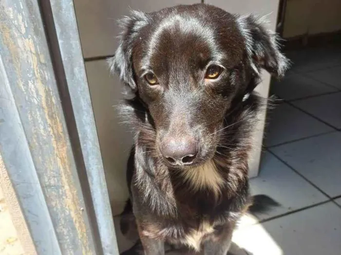 Cachorro ra a SRD-ViraLata idade 1 ano nome CAJU